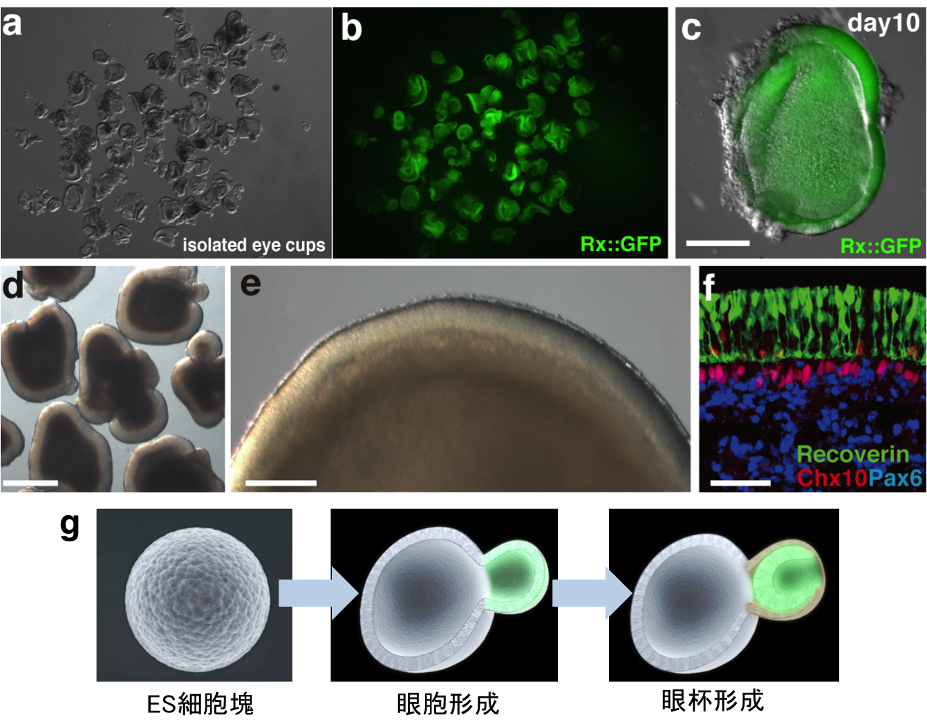 in vitro formatic of optic cup and layered retina from ES cells